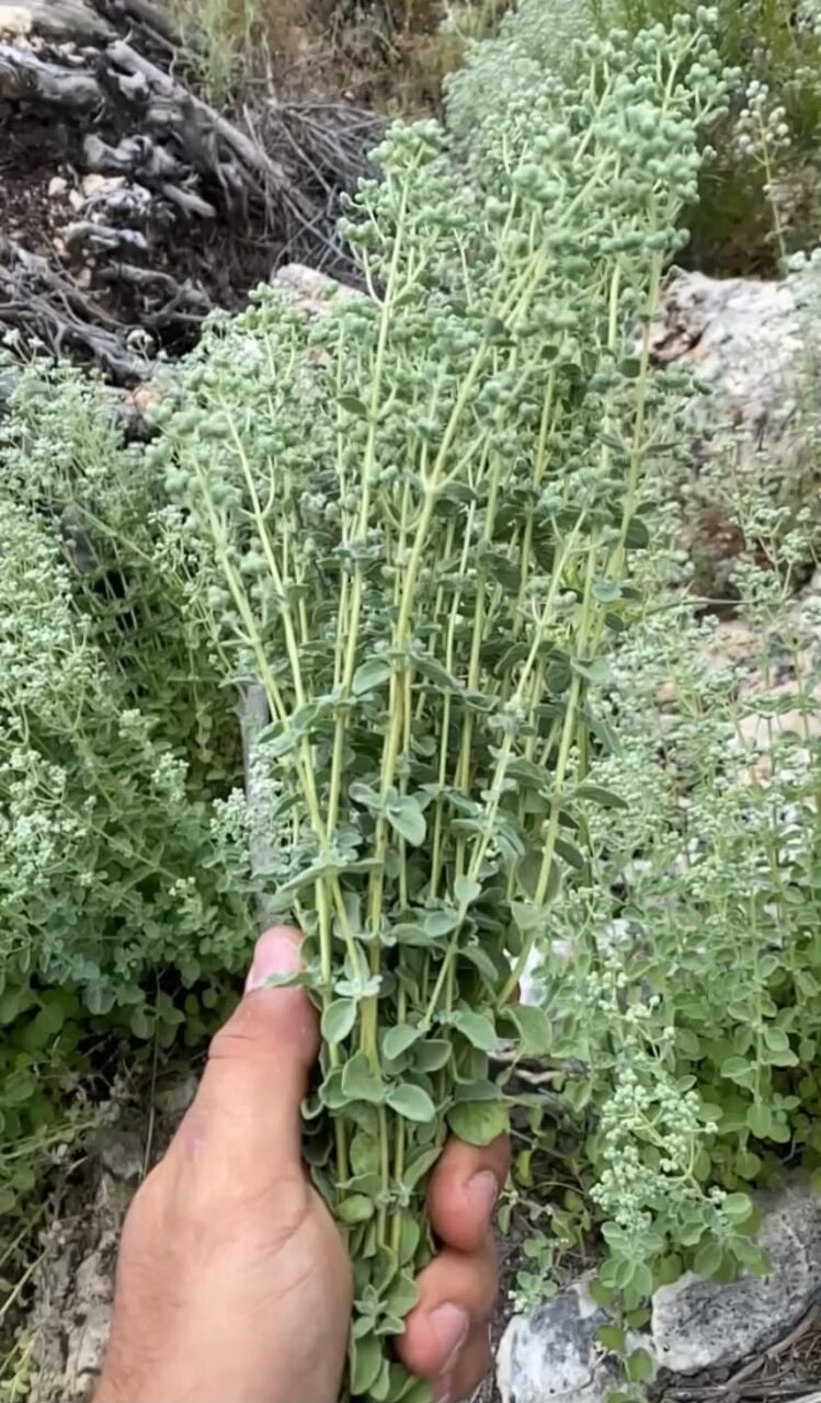 Bilye Kekik (İzmir Kekiği) Nedir? Kullanım Alanları ve Bilinmeyen Faydaları