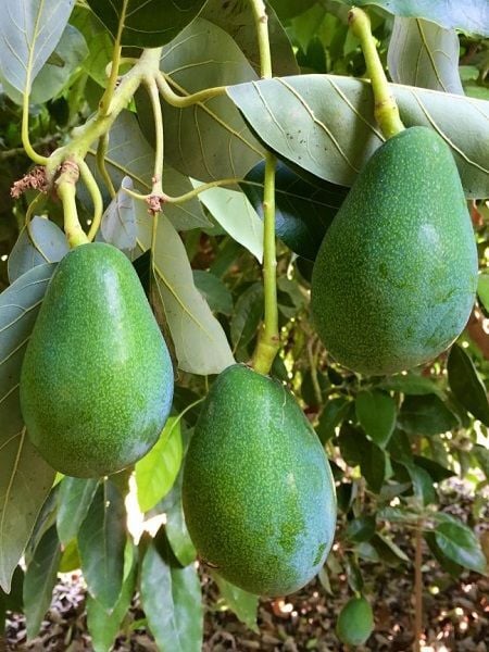 Avokado (250 Üstü)