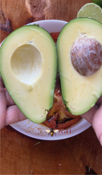 Avokado (250 Üstü)