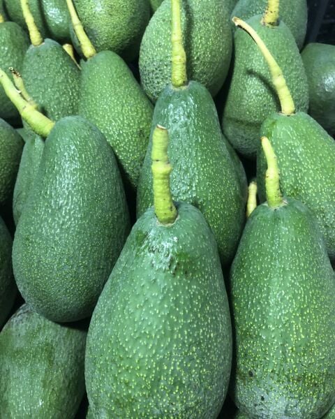 Avokado (250 Üstü)