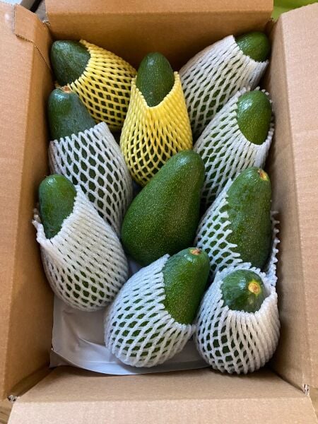 AVOKADO 15 ADET (250 GR ÜSTÜ)