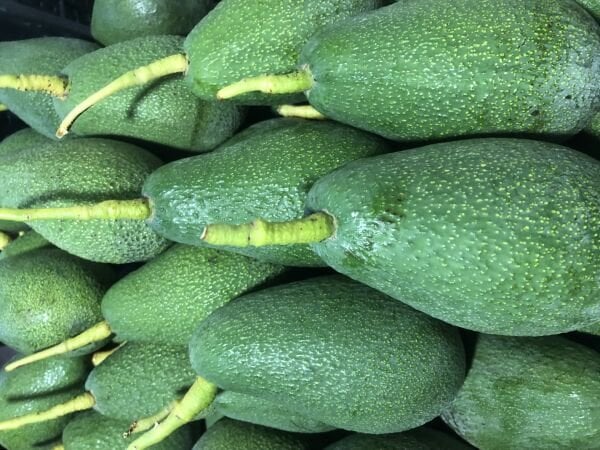 AVOKADO 20 ADET (250 GR ÜSTÜ)