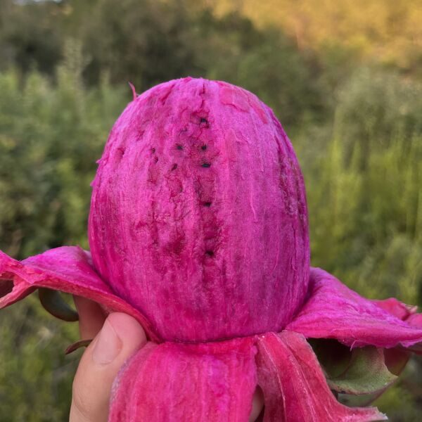 Ejder Meyvesi 1kg (5-8 Adet)  Soğuk Tüketiniz!!!