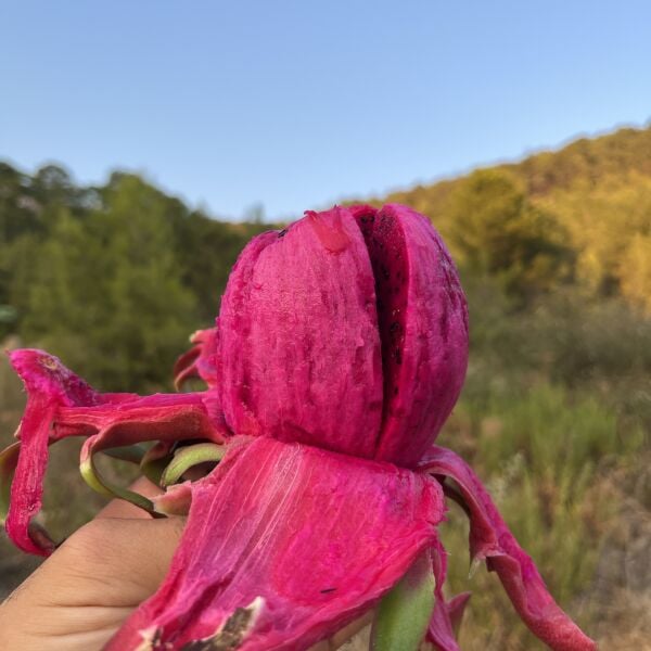 Ejder Meyvesi (PİTAYA) 1kg Soğuk Tüketiniz!!!