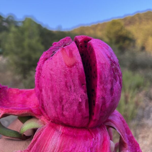 Ejder Meyvesi (PİTAYA) 1kg (120-250GR) (5-7 ADET) Soğuk Tüketiniz!!!