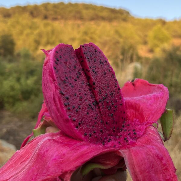Ejder Meyvesi (PİTAYA) 1kg Soğuk Tüketiniz!!!