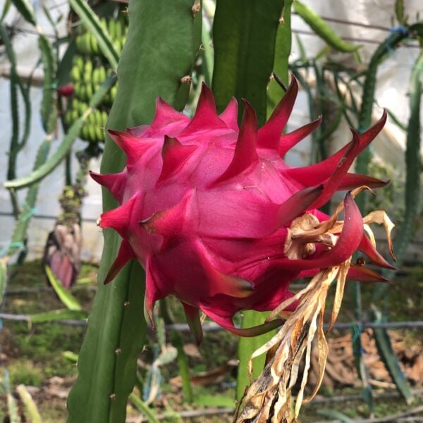 Ejder Meyvesi (PİTAYA) 1kg (120-250GR) (5-7 ADET) Soğuk Tüketiniz!!!