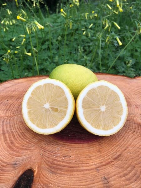 Limon