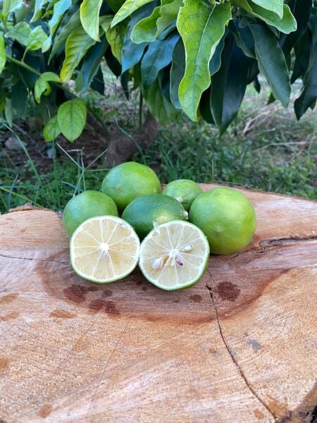 Limon