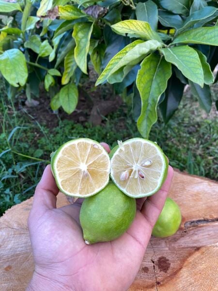 Limon