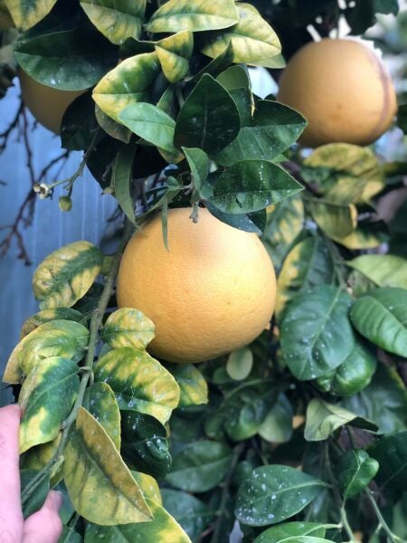 Pamolo (Şadok) 1 Adet