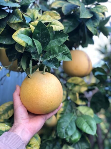 Pamolo (Şadok) 1 Adet