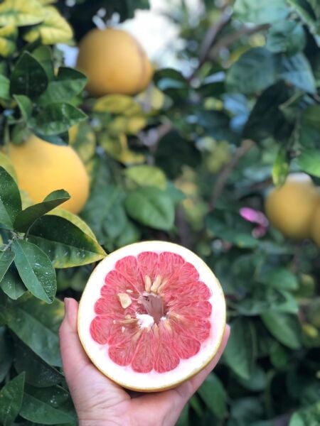 Pamolo (Şadok) 1 Adet