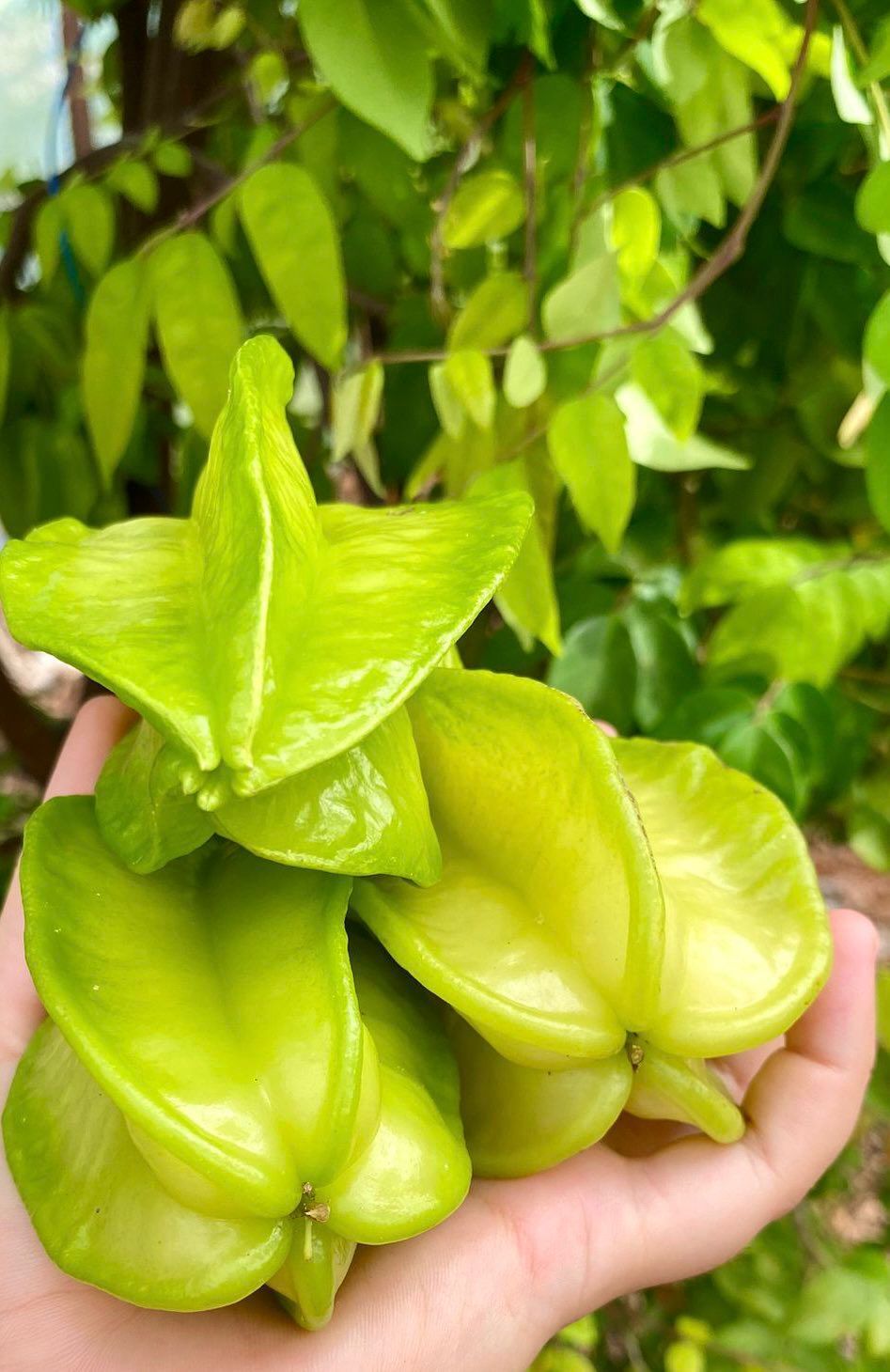 Yıldız Meyvesi 1 Adet (Yeşil Erik Tadında)