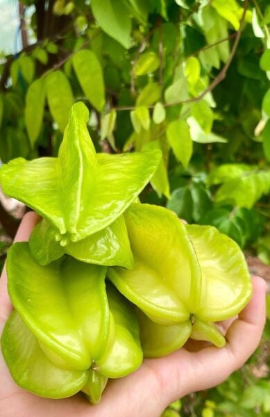 Yıldız Meyvesi 1 Adet (Yeşil Erik Tadında)