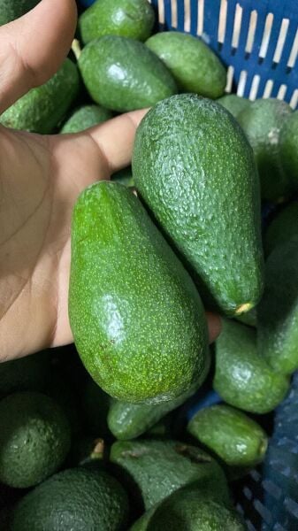 1 kg Avokado (5-9 Adet)