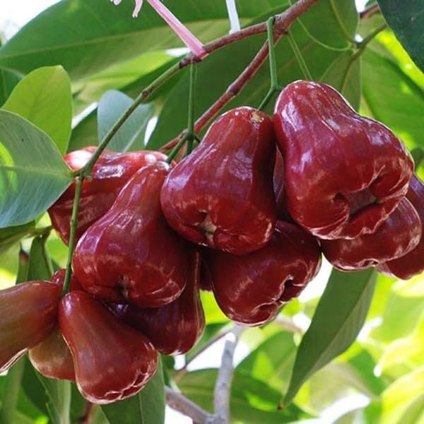 Jambu Meyvesi (Gül Elması) 500gr
