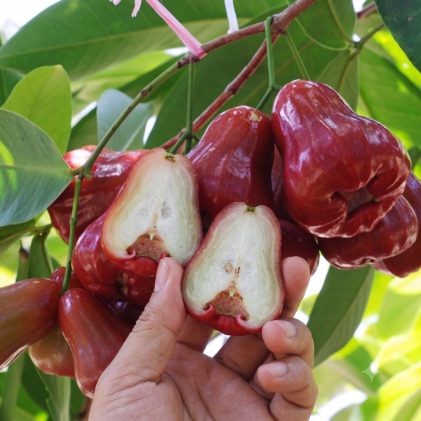Jambu Meyvesi (Gül Elması) 500gr