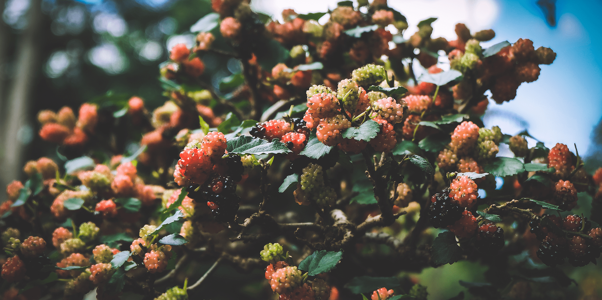 Taze, Doğal, Tropikal